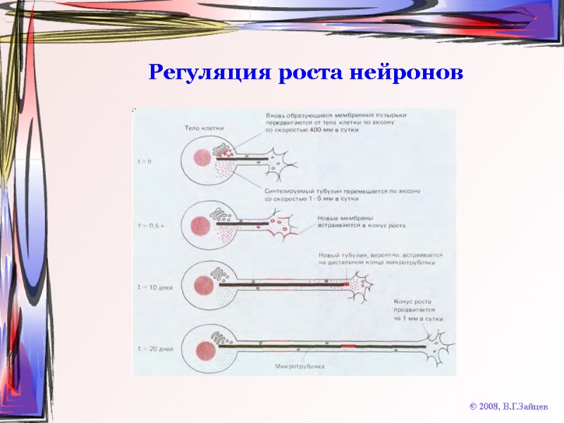Регуляция роста нейронов © 2008, В.Г.Зайцев